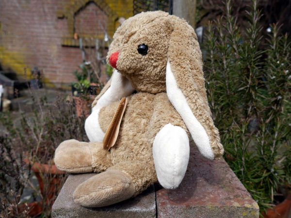 Kallisto Hase